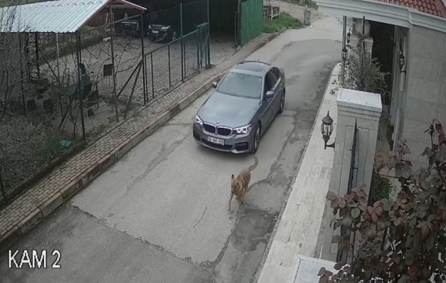 Lüks otomobiliyle sokak köpeklerini kovalayan şahıs kurşun yağdırdı