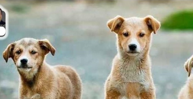 Köpekleri değil canileri uyutalım